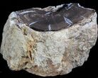 Polished Petrified Wood (Palm) Section - Eden Valley #41170-1